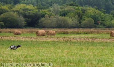 Setter Anglais PATX dit DIT EIK Setter Anglais PATX dit DIT EIK